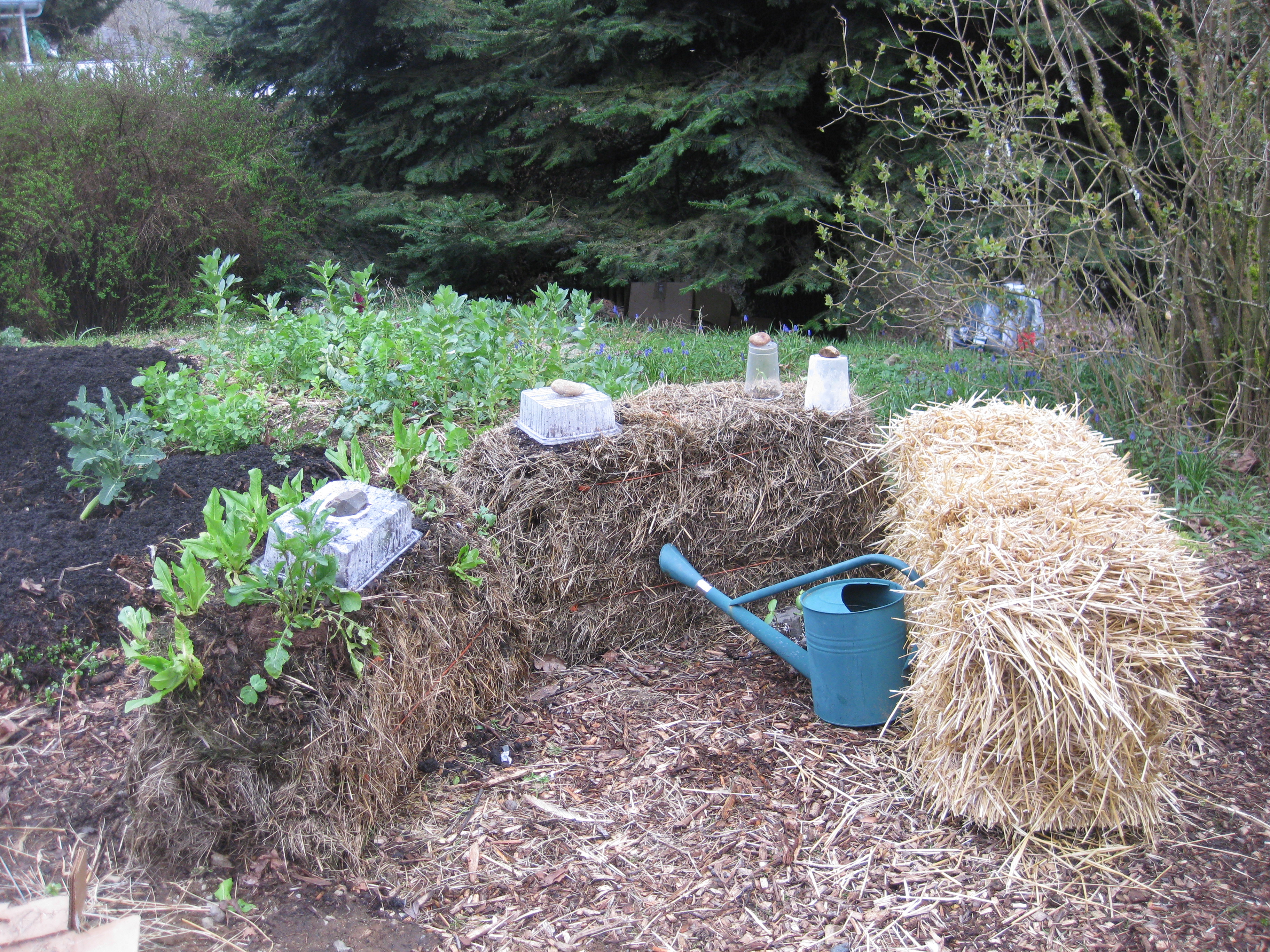 Straw/hay bale gardening-on-trial